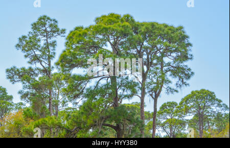 Alberi presso la baia di limone riserva acquatica in Cedar Point Parco ambientale, Contea di Sarasota Florida Foto Stock