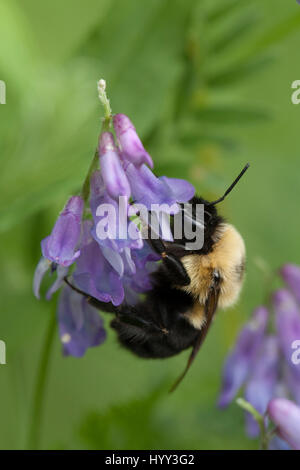 Bumblebee rovistando in tufted vetch fiori viola isolata su uno sfondo sfocato. Foto Stock