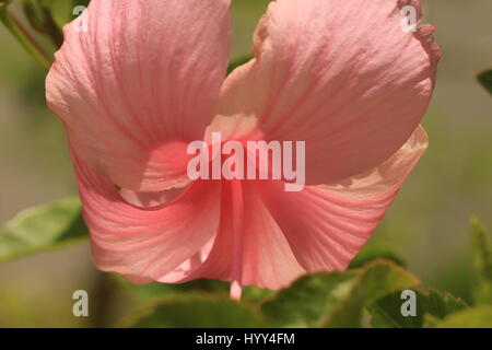 Tropical ibisco rosa che cresce in Giamaica Foto Stock