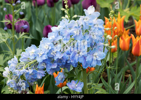 Delphinium blu in primavera con Orange tulipani in background, Marzo 2017 Los Angeles, CA USA Foto Stock