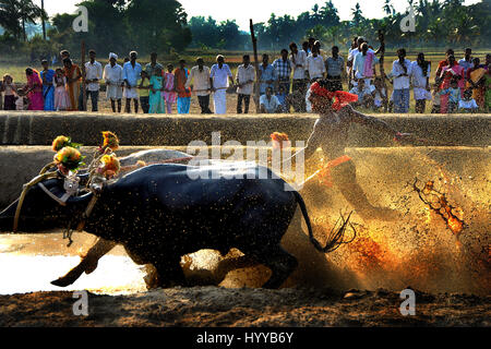 Il Karnataka, India: emozionanti scatti cattura un esilarante bull annuale festival in India mostrano la cultura del subcontinente al suo più ricche di azione. I capelli di innalzamento della serie di immagini mostrano i concorrenti presso il festival Kambala come velocità di essi attraverso il paddock fangoso dove desiderosi di spettatori hanno congregata per allietare la gara frequentatori. In altri scatti, i concorrenti sono visto arrivare intrisa da onde di mucky spray come essi corrono con loro i tori che sono riccamente decorato. Un'altra immagine mostra un agricoltore stesso dowse in secchi di acqua per rinfrescarsi dopo una gara difficile mentre un altro mostra un grou Foto Stock