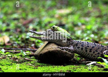 JAKARTA, Indonesia: la piccola rana prove la sua fortuna da seduti sulle spalle di un bambino del coccodrillo. Esilarante foto di un intrepido clambering rana oltre le ganasce aperte in un cucciolo di coccodrillo sono stati catturati da un attonito OAP. La raccolta di immagini mostra le cheeky chap prendendo un meritato riposo sulla croc spalle dopo escursioni su un suo lato. In un'altra immagine chiaramente usurata anfibi è visto l'aggancio di un ascensore sulla sommità di una lumaca. La simpatica foto sono state scattate da pensionato indonesiano Mang giorno (62) utilizzando una Canon 60D fotocamera dotata di un obiettivo macro. Le fotografie sono state scattate mentre lui Foto Stock