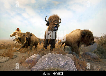 Scena di caccia con la Metis cacciatore e i bisonti americani (Bison bison), Manitoba Museum, Winnipeg, Manitoba, Canada Foto Stock