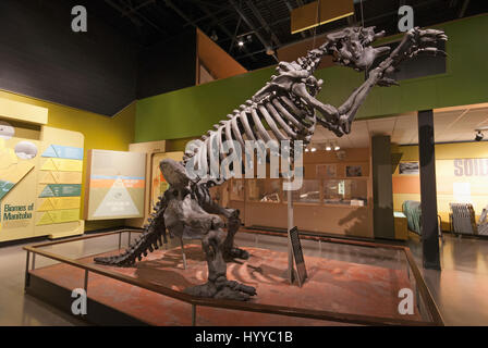Scheletro di megatherium, un gigante di massa bradipo, Manitoba Museum, Winnipeg, Manitoba, Canada Foto Stock