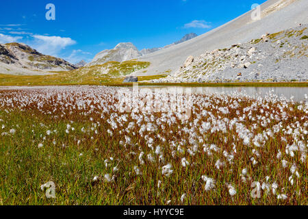 Erba di cotone (Eriophorum). Ruisseau de la Vanoise. Zone umide, torba boss. Parc National de la Vanoise. Francia. Europa. Foto Stock