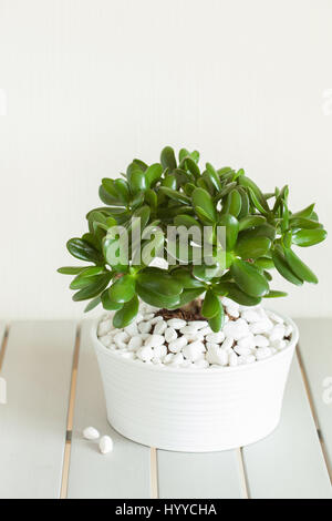 Houseplant Crassula ovata pianta di giada money tree in pentola bianco Foto Stock