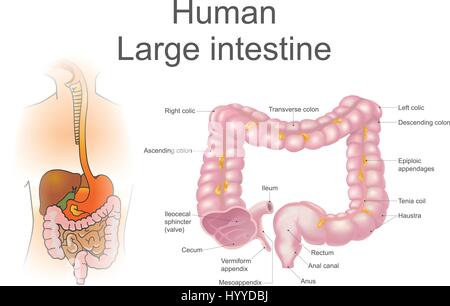 L'intestino crasso, chiamato anche il colon, fa parte delle fasi finali della digestione, illustrazione vettoriale. Illustrazione Vettoriale