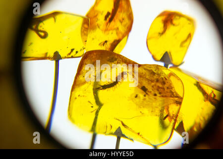 Mostre di Amber Museum, insetti congelati in ambra. Pezzi temprati di resina vengono utilizzati per la realizzazione di eleganti gioielli del Mar Baltico. Palanga Museo ambra in botani Foto Stock