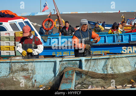 Rimozione dei pescatori merluza (Pacific nasello) dalle reti da pesca di barche tirate fuori del mare sulla spiaggia nel villaggio di Curanipe in Cile Foto Stock