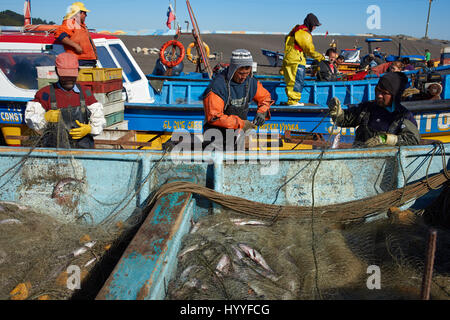 Rimozione dei pescatori merluza (Pacific nasello) dalle reti da pesca di barche tirate fuori del mare sulla spiaggia nel villaggio di Curanipe in Cile Foto Stock