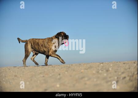 Riproduzione di Old English Mastiff Foto Stock