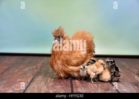 Pollo serico Foto Stock