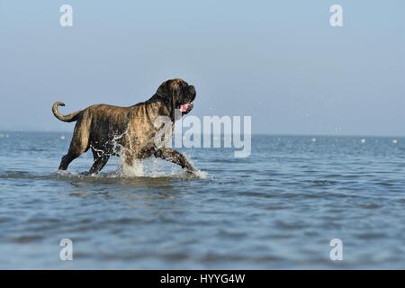 Camminare Old English Mastiff Foto Stock