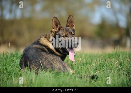 Giacente pastore tedesco RDT Foto Stock