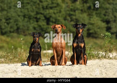 3 Pinscher Tedesco Foto Stock