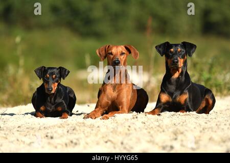 3 Pinscher Tedesco Foto Stock