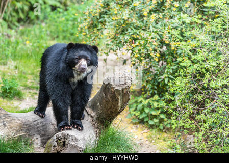 Unione Black Bear Cub di relax al sole in un zoo Foto Stock