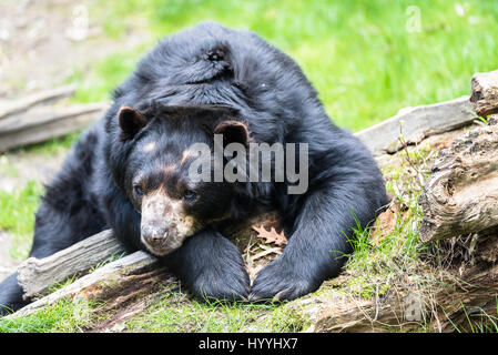 Unione Black Bear Cub di relax al sole in un zoo Foto Stock