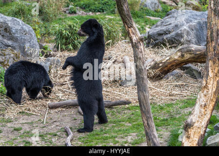 Unione black bear in piedi sulle zampe posteriori Foto Stock