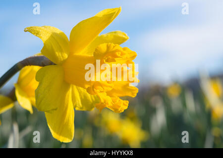 Giallo Jonquil o Rush daffodil fiore sul prato soleggiato con rugiada di mattina su petali. Close-up stock photo with Shallow DoF e messa a fuoco selettiva punto. Foto Stock