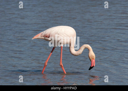 Il fenicottero maggiore (rose fenicotteri) che guade e si alimenta nella zona umida della Camargue, nel sud della Francia Foto Stock