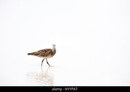 Whimbrel (Numenius phaeopus) guado in acque poco profonde su una spiaggia di sabbia Foto Stock