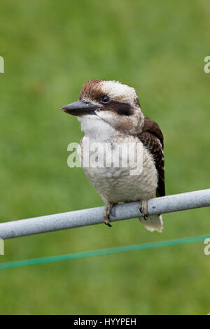 Un bambino Kookaburra seduto su una collina paranco (linea di abbigliamento) Palm Beach New South Wales AUSTRALIA Foto Stock