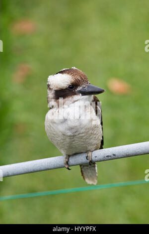 Un bambino Kookaburra seduto su una collina paranco (linea di abbigliamento) Palm Beach New South Wales AUSTRALIA Foto Stock