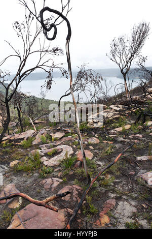 Bushfire paesaggio (conseguenze) Capezzagna Barrenjoey Palm Beach New South Wales AUSTRALIA Foto Stock