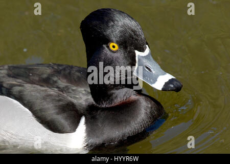 Anello-colli - Anatra Aythya collaris Foto Stock