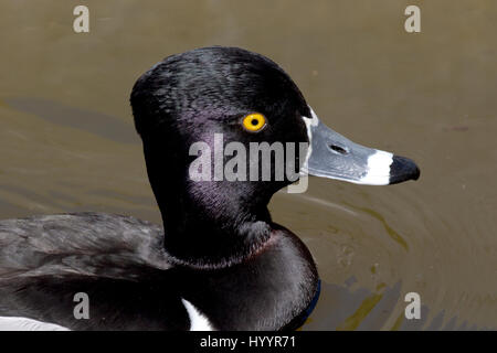 Anello-colli - Anatra Aythya collaris Foto Stock