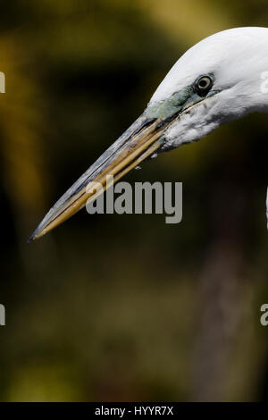 Airone bianco maggiore - Ardea alba Foto Stock