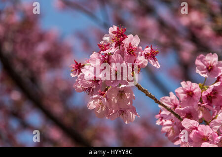 Elegante in rosa - fiori di ciliegio a Tokyo Foto Stock