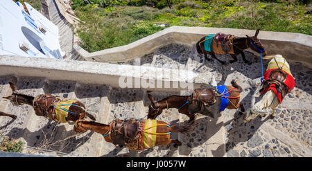 Isola di Santorini, Grecia - asini su Fira strade in acciottolato Foto Stock