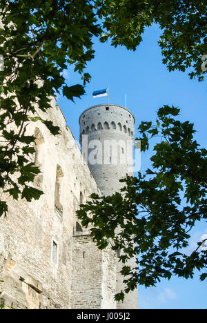 Tall Hermann tower e rami di alberi, Toompea, governatori giardino, Tallinn, Estonia. Messa a fuoco selezionata. Foto Stock