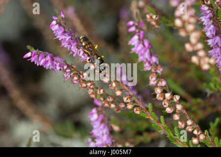 Kotwespe, Mellinus arvense, Grabwespe, campo digger wasp Foto Stock