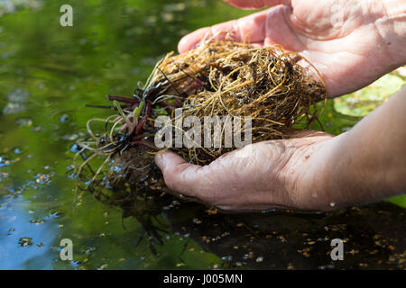 Nelkenwurz-Wurzel, Nelkenwurz-Wurzeln, werden im Wasser ausgespült, gewaschen, Ernte, Kräuter sammeln, Wurzel, Wurzel, Wurzeln von Echter su Nelkenwurz, Foto Stock