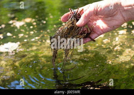 Nelkenwurz-Wurzel, Nelkenwurz-Wurzeln, werden im Wasser ausgespült, gewaschen, Ernte, Kräuter sammeln, Wurzel, Wurzel, Wurzeln von Echter su Nelkenwurz, Foto Stock