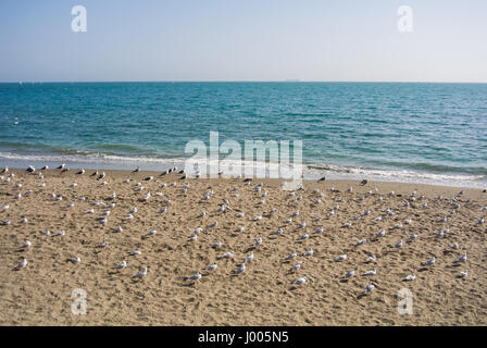 Una riva del mare Mediterraneo e abbondanza di gabbiani seduti sulla sabbia, Torremolinos, Andalusia, Spagna. Foto Stock