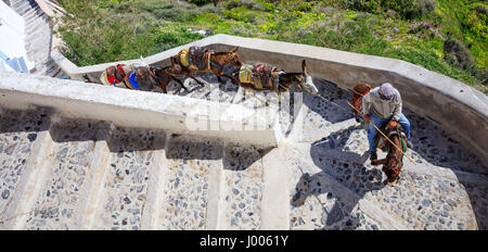 Isola di Santorini, Grecia - asini su Fira strade in acciottolato Foto Stock