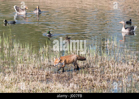 Fox e uccelli acquatici a RSPB Fowlmere nello Hertfordshire, Inghilterra Foto Stock