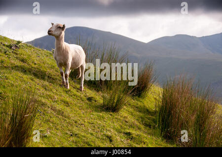 Un pecore pascola sui pendii erbosi di Snowdon Mountain nel Parco Nazionale di Snowdonia, Galles. Foto Stock