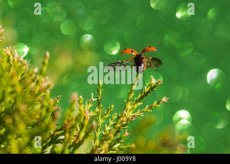 Una coccinella decolla da un arbusto giardino vicino al Liverpool durante l'estate. Un colore verde glitter carta era posto dietro il soggetto creando un mare Foto Stock