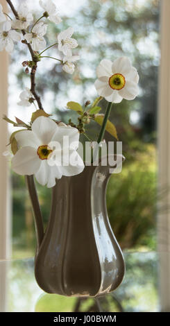 Narcissus Capability Brown & Nacissus Poeticus e ciliegia bllossom in una brocca rendono elegante un Easter Card Foto Stock