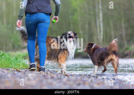 Giovane donna che gioca con un cane Collie-Mix e un pastore australiano presso il fiume Foto Stock