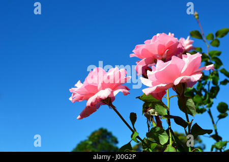 Rosa rosa fiori e boccioli retro illuminata dalla luce del sole sotto un cielo blu chiaro Foto Stock