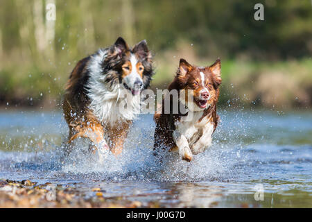 Immagine di un cane Collie-Mix e un pastore australiano in esecuzione in un fiume Foto Stock