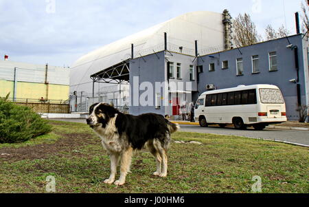 Chernobyl, in Ucraina. 5 apr, 2017. Un cane si aggira intorno il nuovo coperchio di protezione sul distrutto reattore nucleare di Chernobyl No.4 di Chernobyl in Ucraina, il 5 aprile 2017. Il governo ucraino ha recentemente dichiarato il territorio intorno a centrale nucleare di Cernobyl come una riserva della biosfera perché la fauna selvatica in area abbandonata, è fiorente senza la presenza umana. Credito: Chen Junfeng/Xinhua/Alamy Live News Foto Stock