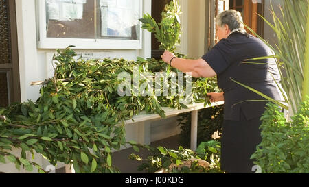 Adelaide, Australia. 8 apr, 2017. Una donna che prepara le fronde delle palme per l'inizio della settimana santa e della Pasqua. Domenica delle Palme commemortes l entrata di Gesù a Gerusalemme prima del Venerdì Santo Credito: amer ghazzal/Alamy Live News Foto Stock