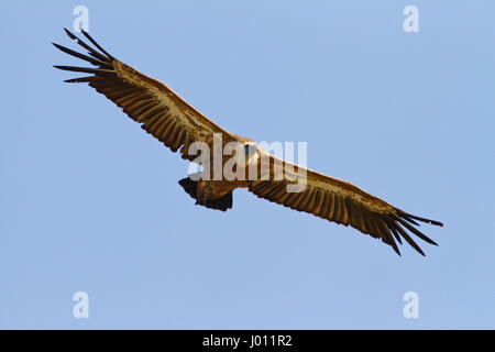 Il griffon avvoltoio in volo contro il cielo blu sull'isola di Cres Foto Stock